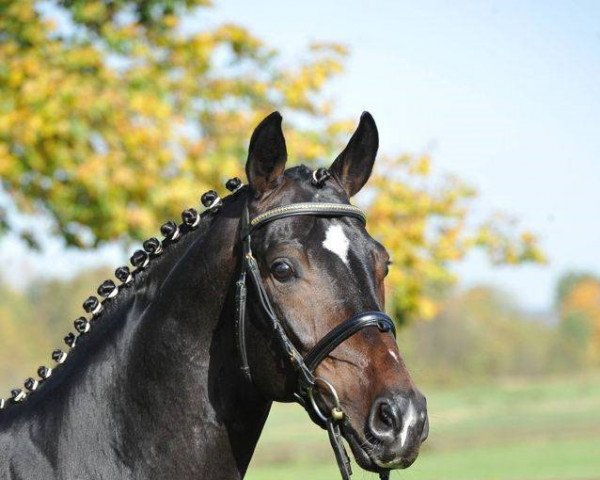 stallion Harmony's Desiderio (Oldenburg, 2005, from Dimaggio) stallion Harmony's Desiderio (Oldenburg, 2005, from Dimaggio)