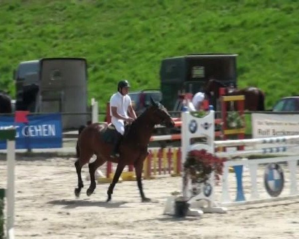 jumper Rahmannshof's Don Dollar (Holsteiner, 2004, from Dollar du Murier)