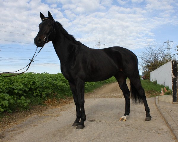 Springpferd Off Beat D (Württemberger, 2016, von Quiwitino Wz)