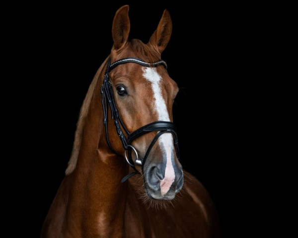 horse Lazar (Hanoverian, 2019, from Lex Lugar)