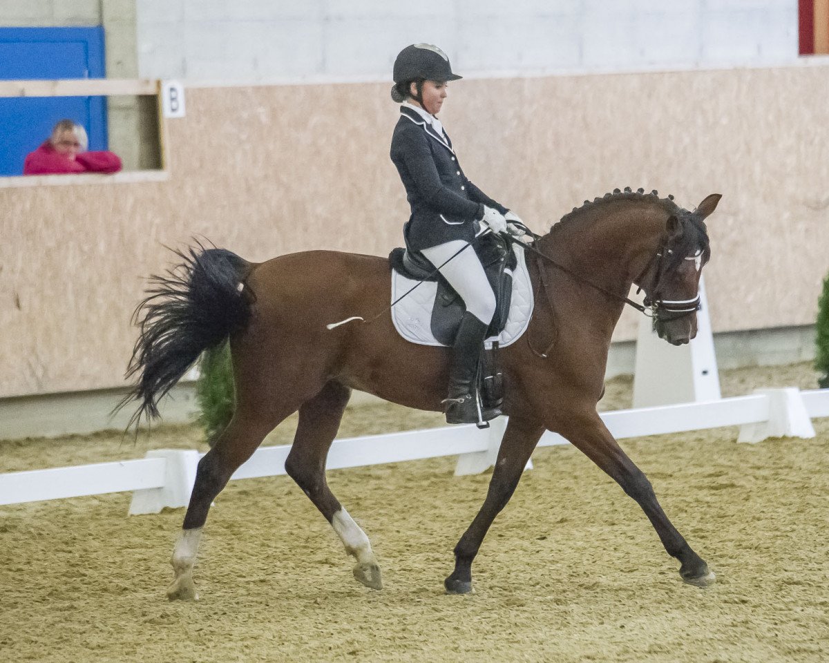 dressage horse Chevallier (German Riding Pony, 1999, from Fs Chiwago)