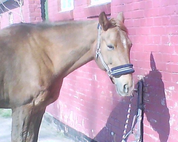 dressage horse Nikki (Oldenburg, 1997)