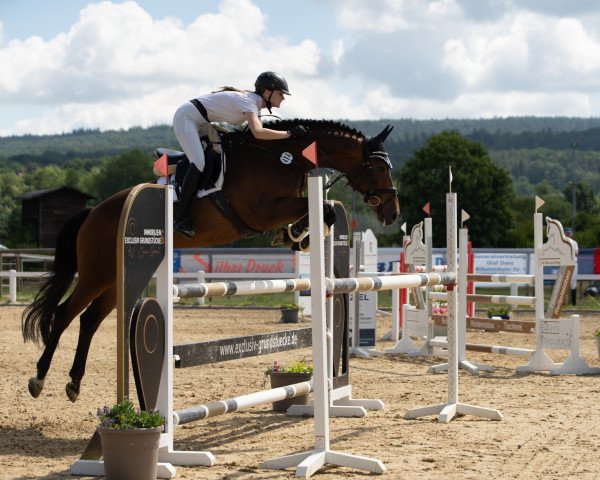 jumper Shiny Shutterfly (Hanoverian, 2009, from Sir Shutterfly)