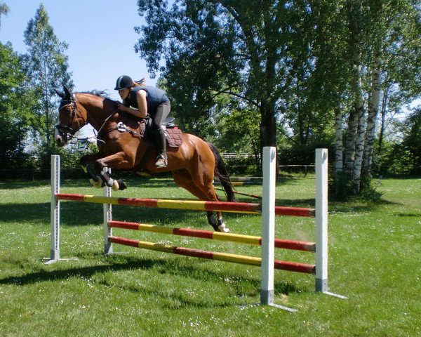 jumper Libretto (Oldenburg show jumper, 2003, from Laureatus)