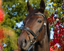 dressage horse Livadon (Westphalian, 2012, from Likoto xx)