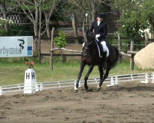 dressage horse Herrenstein (Saxony-Anhaltiner, 1996, from Hohenstein I)
