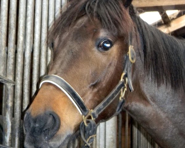 Springpferd Candle 17 (Hannoveraner, 2002, von Concinales xx) Springpferd Candle 17 (Hannoveraner, 2002, von Concinales xx)