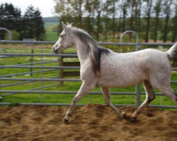 Pferd Waza ox (Vollblutaraber, 2000, von Santhos 1981 ox)