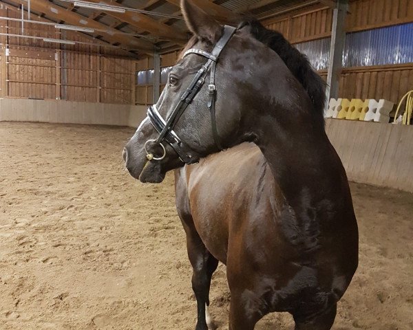 horse Winnagain (Mecklenburg, 2006, from Wind Dancer)
