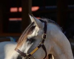 dressage horse Rchr Walking On Sunshine (Bashkir / Bashkir Curly / Curly Horse, 2014, from Ohio Dream)