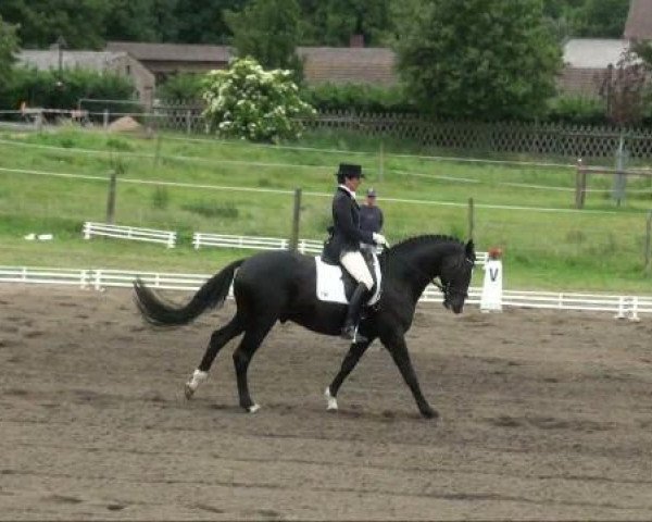 dressage horse Hohensteyn (Württemberger, 2005, from Hofrat)