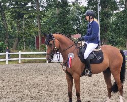 Springpferd Don 617 (Holsteiner, 2017, von Dinken)