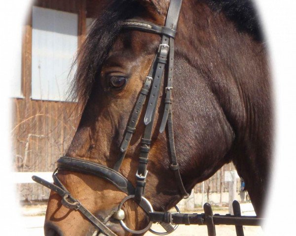horse Linard (Hanoverian, 1998, from Lacantus)