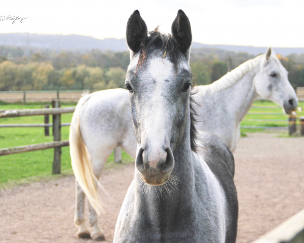 stallion Abraxxas (Westphalian, 2022, from All Star)