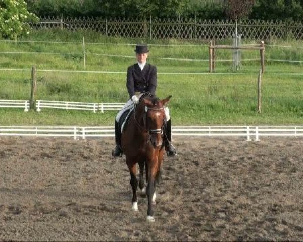 Pferd Sunny Crocket 4 (Oldenburger, 2001, von Sunny-Boy)