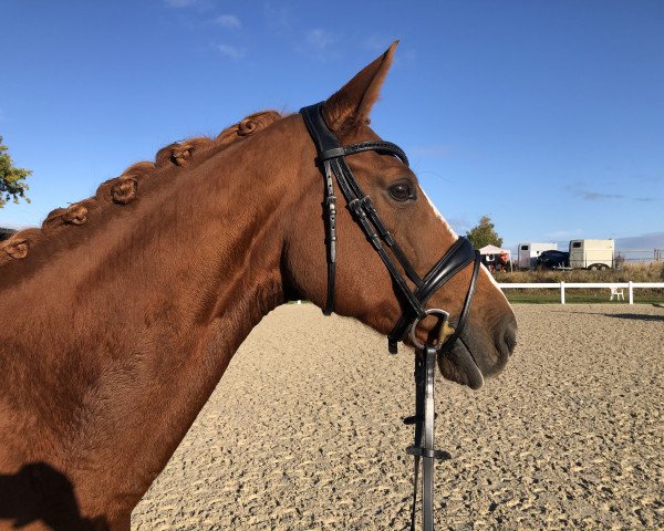 jumper Louisa 54 (Hanoverian, 2013, from Lemony's Nicket)