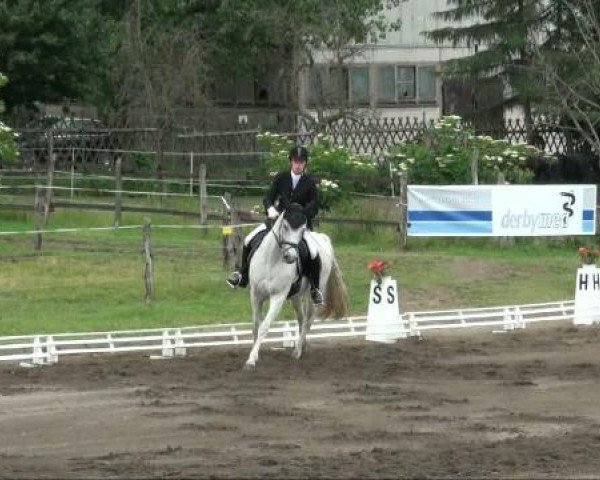 horse Florentine (Saxony-Anhaltiner, 1997, from Fontainebleau)