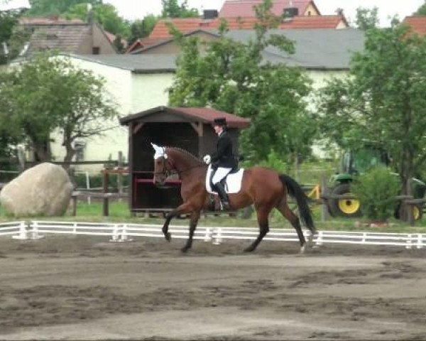 horse Colleen (German Sport Horse, 2006, from Collini)