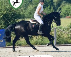 jumper Atc's Bilbao G (Hanoverian, 2017, from VDL Bubalu)