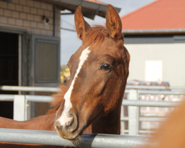 stallion Sirius Black (Westphalian, 2022, from So Unique)