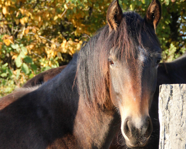 broodmare Filuvencija (Westphalian, 2021, from For Dance)