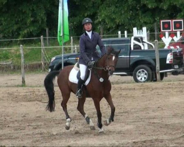 Springpferd Vodka Energy (Welsh Partbred, 2005, von Aester El Nino)