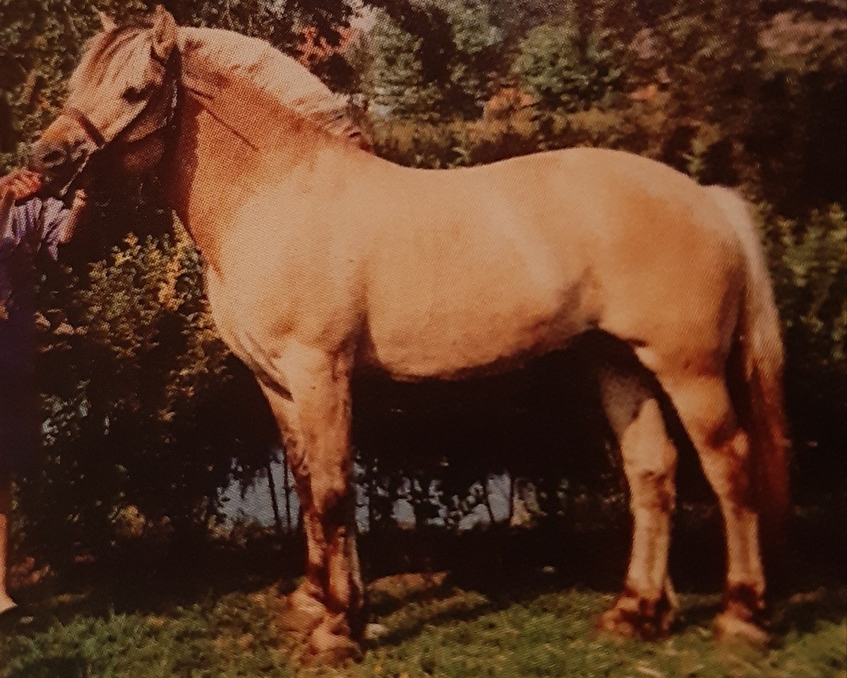 stallion Bronse N.1887 (Fjord Horse, 1980, from Pluto N.1831)