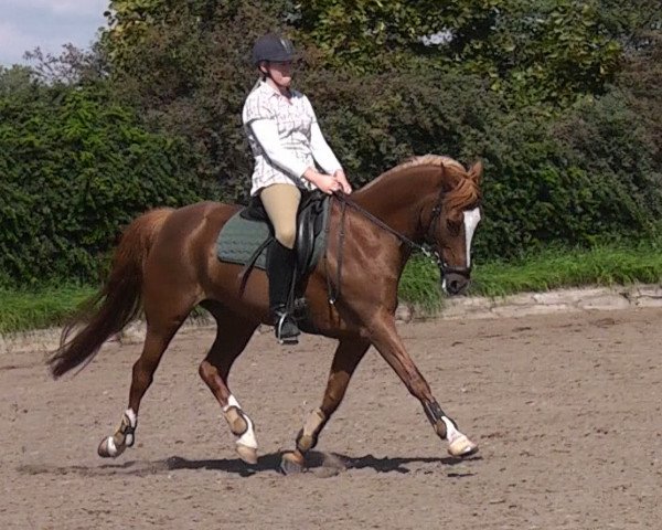 horse Wilmaran Raldo (New Forest Pony, 1995, from Carlo)