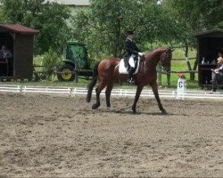 dressage horse Wendelstern (Oldenburg, 1996, from Wuemmestern)