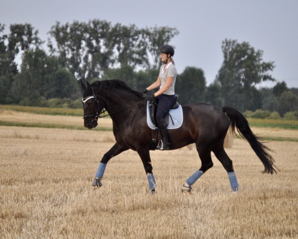 Dressurpferd Loskarno (Polnisches Warmblut, 2009, von Zoom)