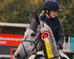 jumper Andiamo 269 (German Sport Horse, 2016, from Apple Luro xx)
