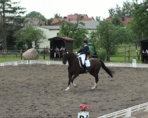 dressage horse Donatello 114 (Hanoverian, 1998, from Donnerschwee)