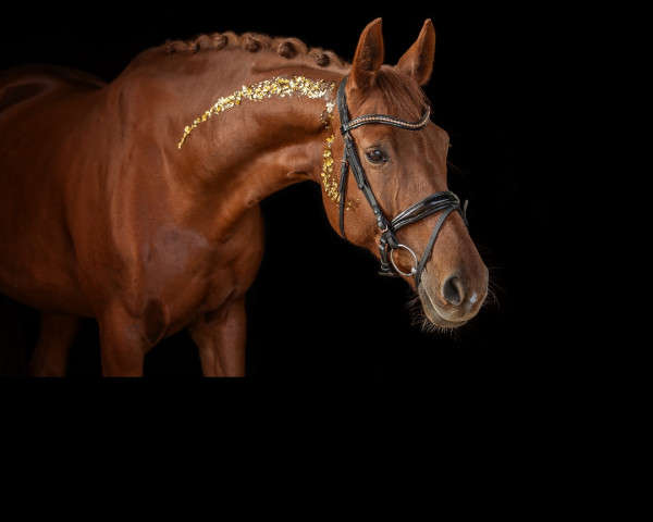 jumper Crazy Be (Oldenburg show jumper, 2012, from Clinton I)