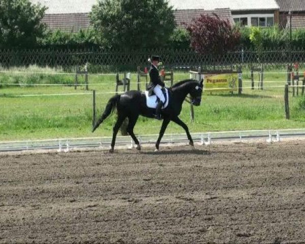 stallion D'Amour 22 (Oldenburg, 1999, from Dream of Heidelberg I)