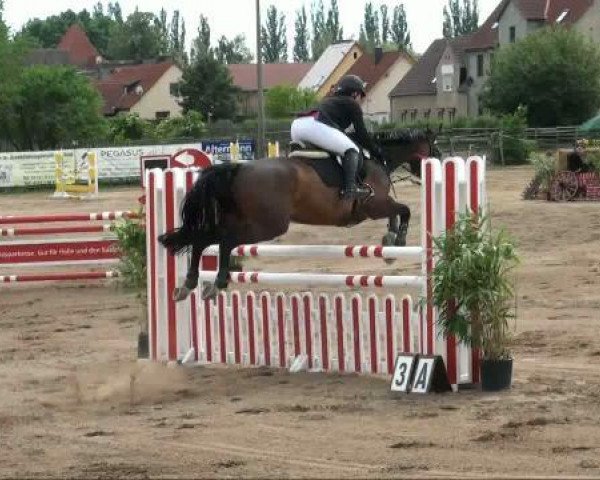 broodmare Sina 246 (Hanoverian, 1997, from Saskan) broodmare Sina 246 (Hanoverian, 1997, from Saskan)