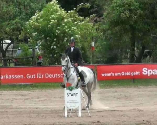 jumper Livello's Daughter (German Sport Horse, 2005, from Livello)