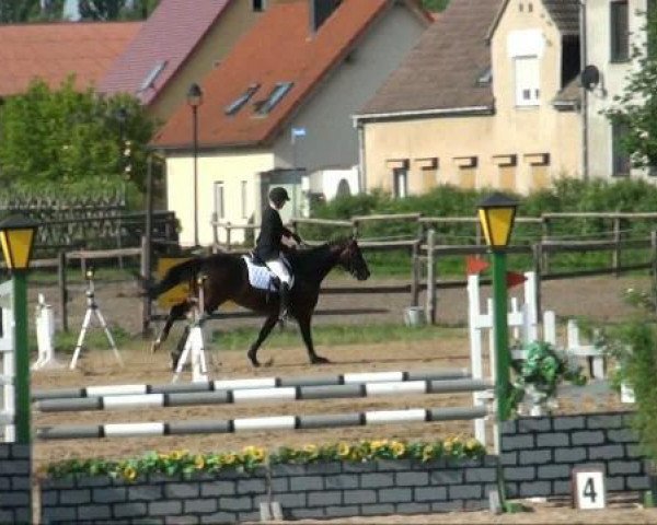 Pferd Condor St. (Deutsches Sportpferd, 2006, von Collini)