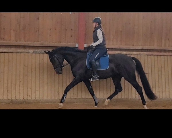 Pferd Inverness (Deutsches Sportpferd, 2019, von In Versuchung)