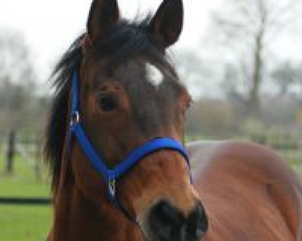 horse Oak Ridges Sugar (Quarter Horse, , from Tiny Sugar Bars) horse Oak Ridges Sugar (Quarter Horse, , from Tiny Sugar Bars)