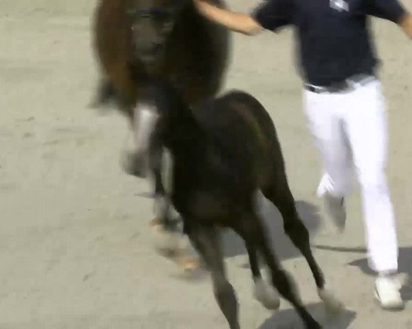 Video of Curly Sue 216