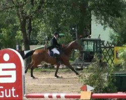 Springpferd Castello St. (Deutsches Sportpferd, 2006, von Collini)