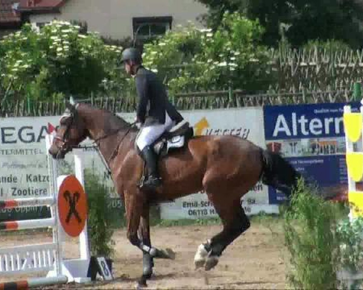 horse Quasimodo B (Holsteiner, 2006, from Quadrigo 4)
