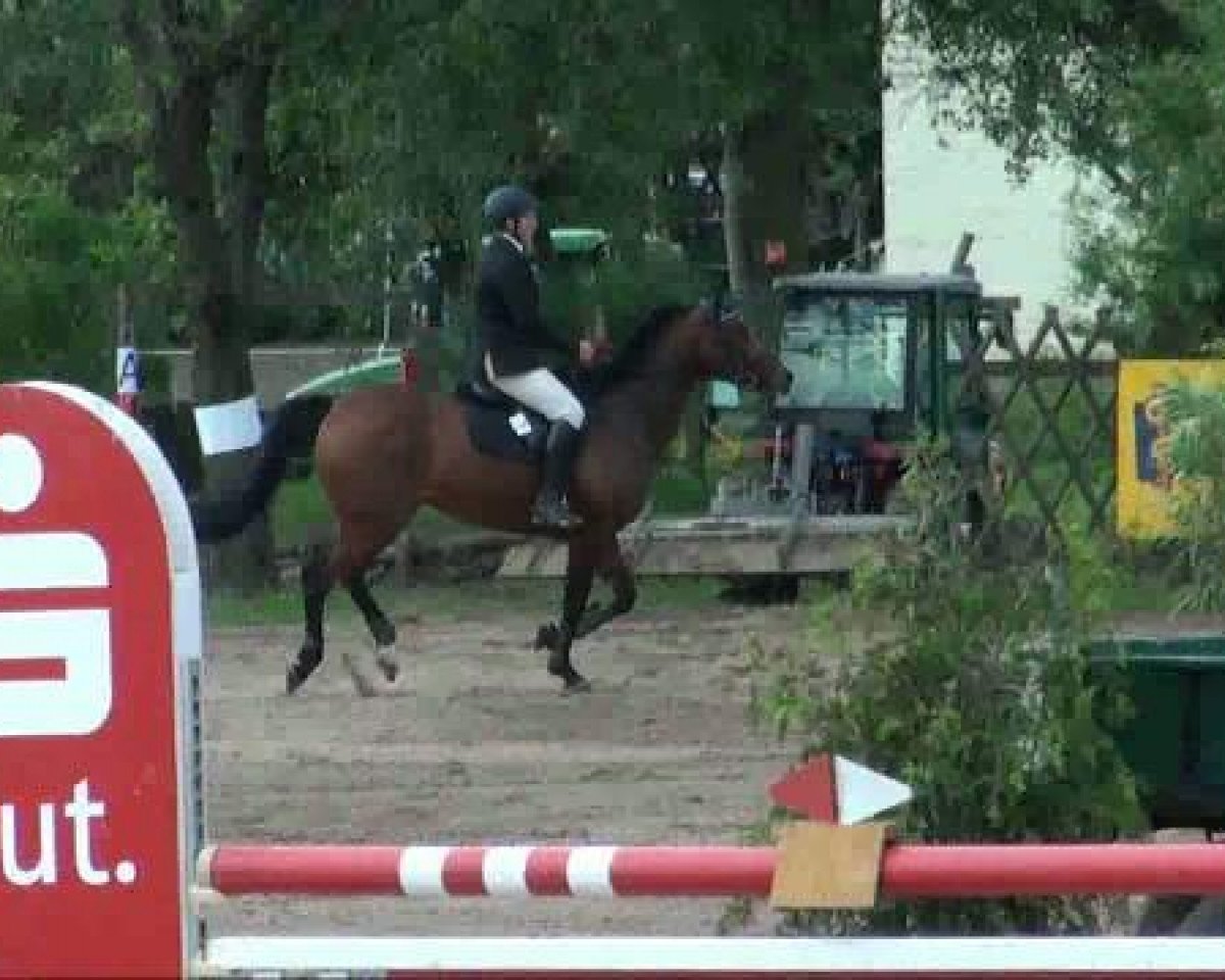 horse Money Penny 9 (Oldenburg, 2006, from Quality 9)
