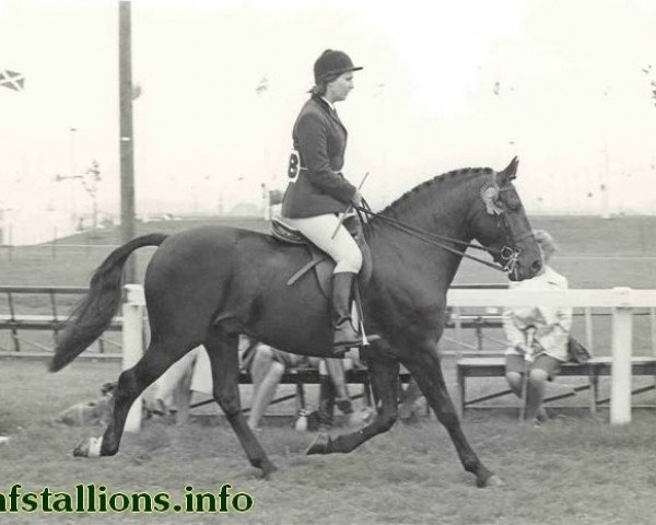 stallion Oakley Starlight (New Forest Pony, 1966, from Burton Starlight) stallion Oakley Starlight (New Forest Pony, 1966, from Burton Starlight)
