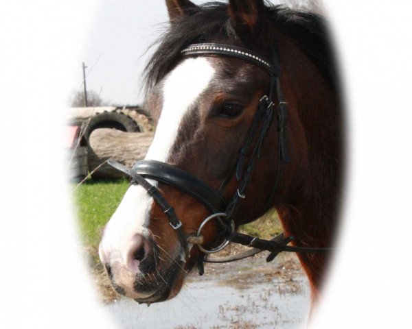 broodmare Darina (German Riding Pony, 1991, from Durello)