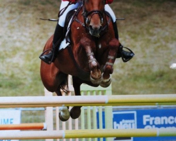 broodmare Diva 410 (Hanoverian, 1999, from Diagonal)