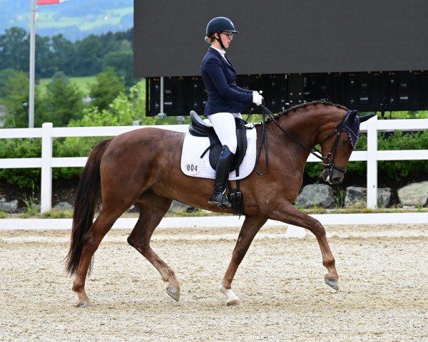 broodmare Wie Fein (Oldenburg, 2017, from Feinrich)