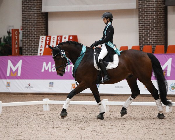 horse First Class Deluxe (Hanoverian, 2011, from Tannenhof's Fahrenheit)