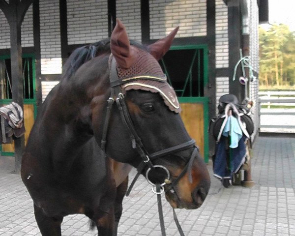 dressage horse Lauser 163 (Westphalian, 1998, from Landstreicher)