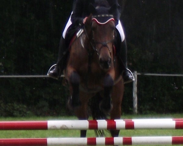 jumper Lambada 150 (Holsteiner, 1997, from Libertino I)